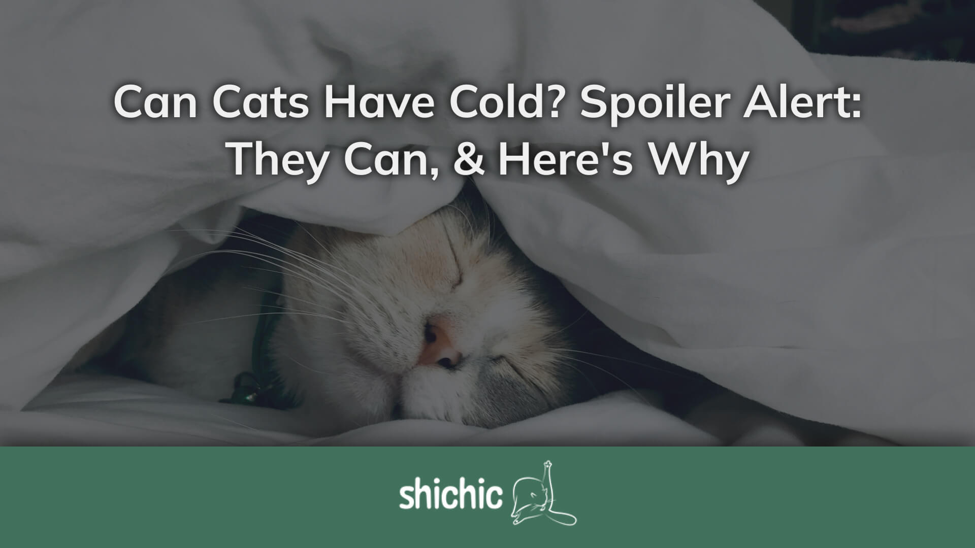 Can Cats Have Cold? They Absolutely Can, & Here's Why – Shichic