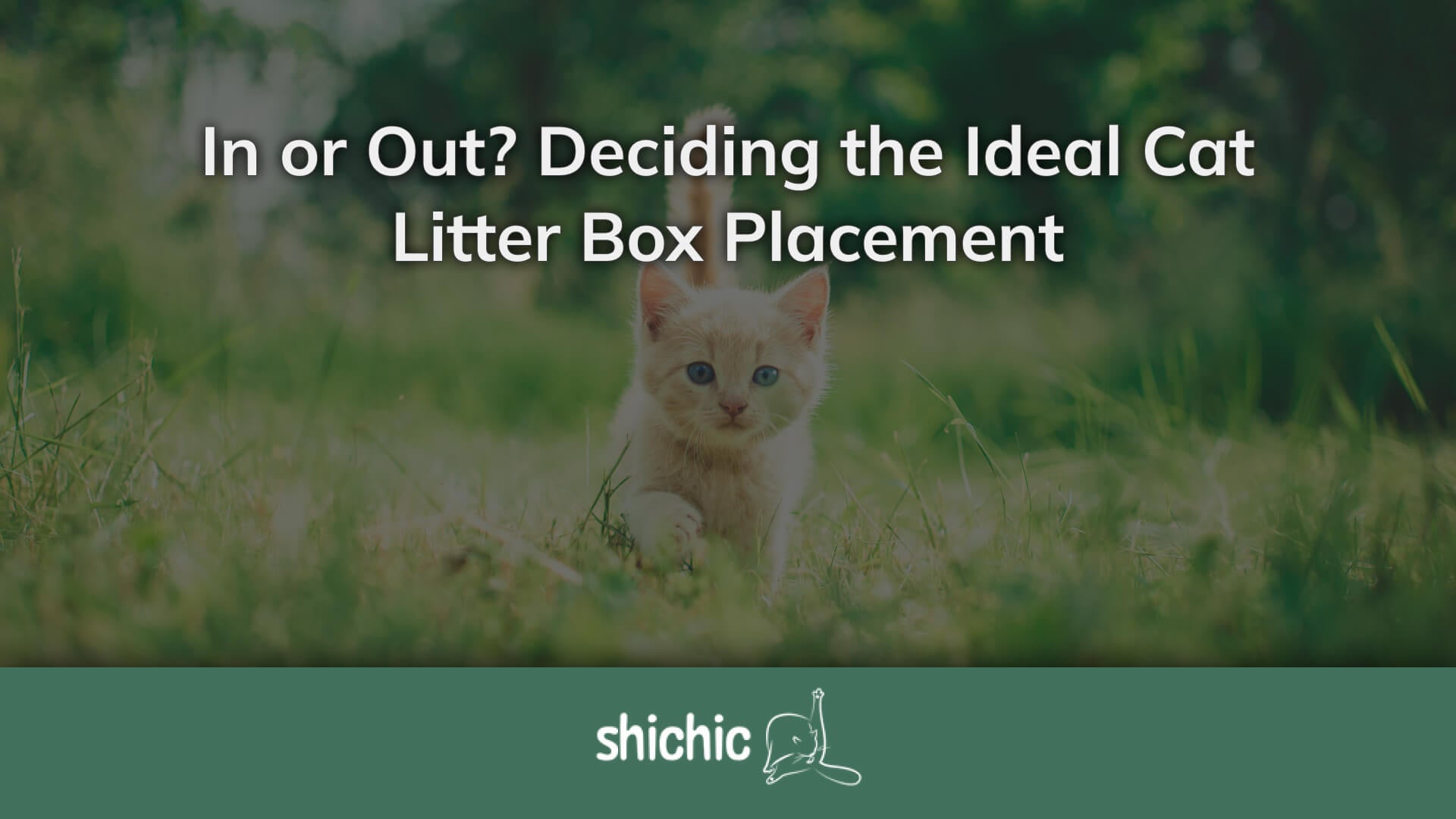 In or Out Deciding the Ideal Cat Litter Box Placement Shichic