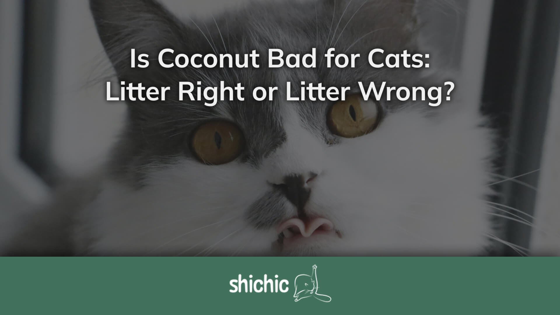 Is coconut milk toxic to cats best sale