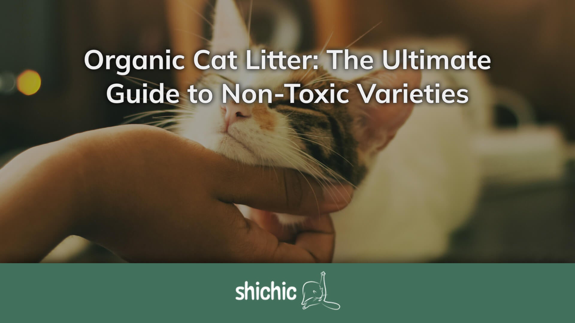 Organic Cat Litter The Guide to Non Toxic Varieties Shichic