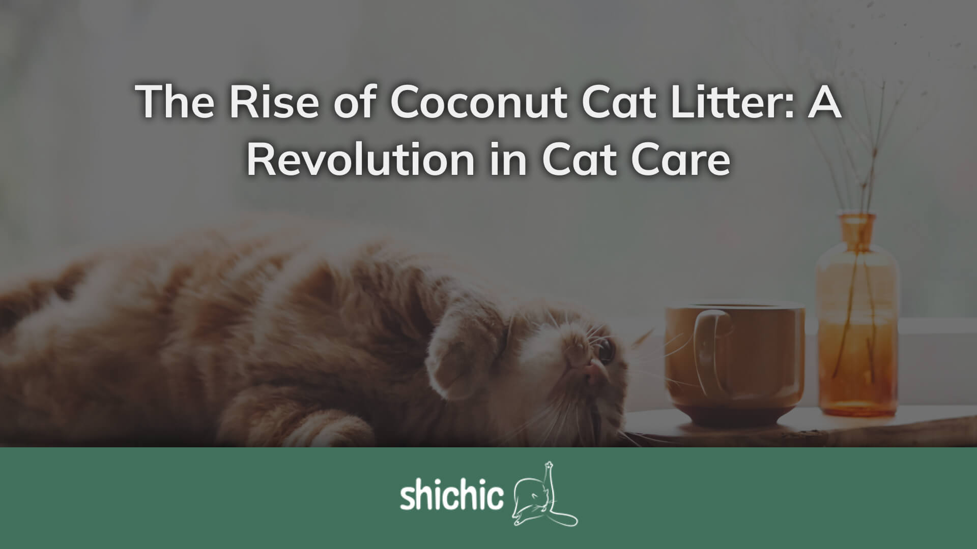 Coconut Cat Litter A Revolution in Cat Care Shichic