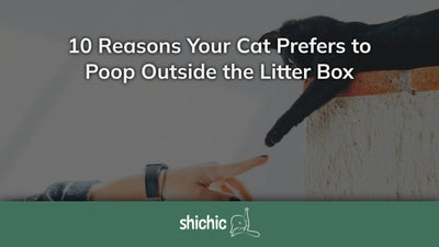 cat poop outside litter box