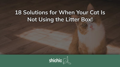 cat litter box not using