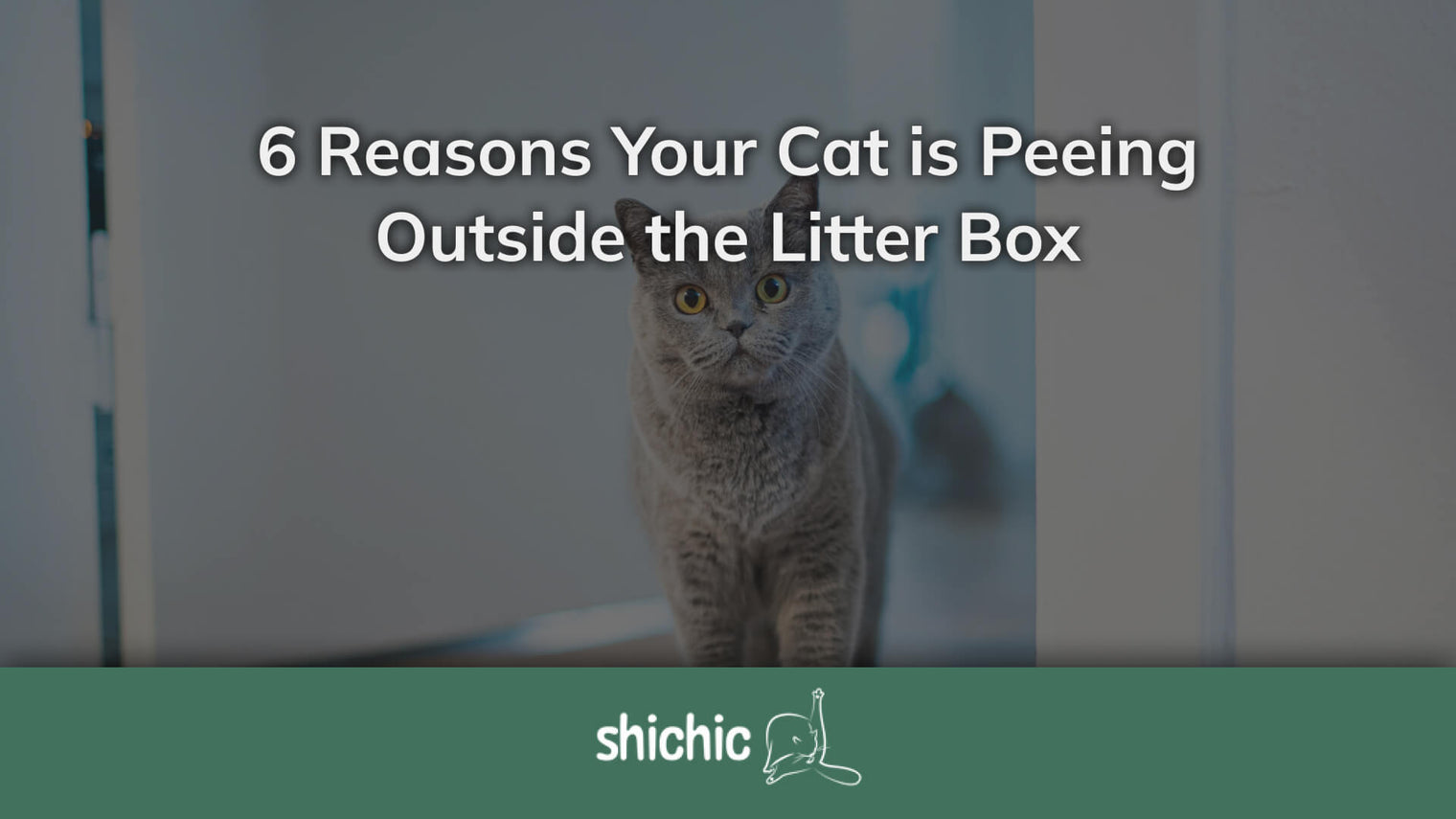 cat peeing outside of the litter box