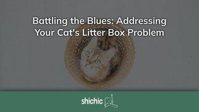 cat litter box problem