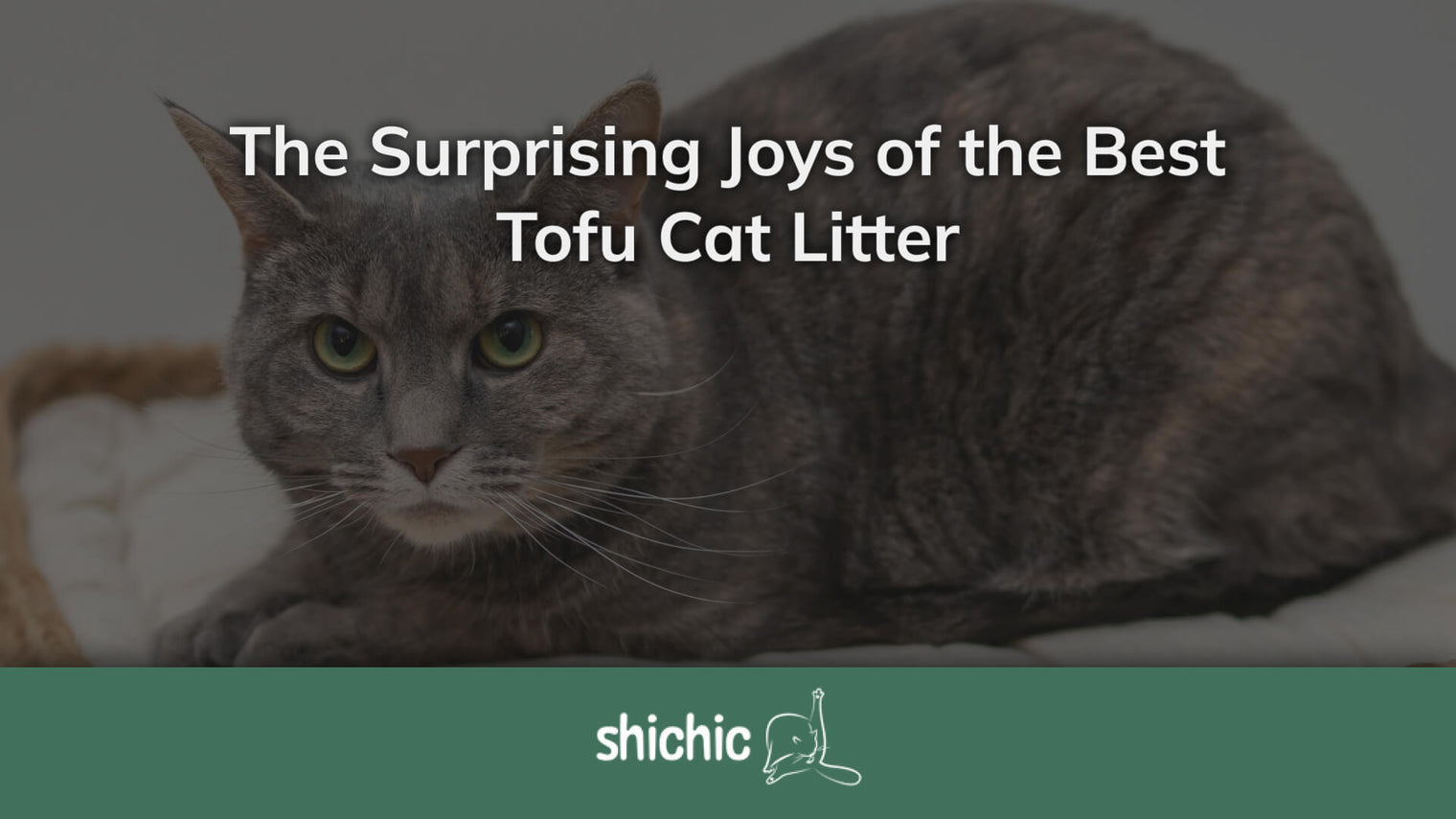 best tofu cat litter