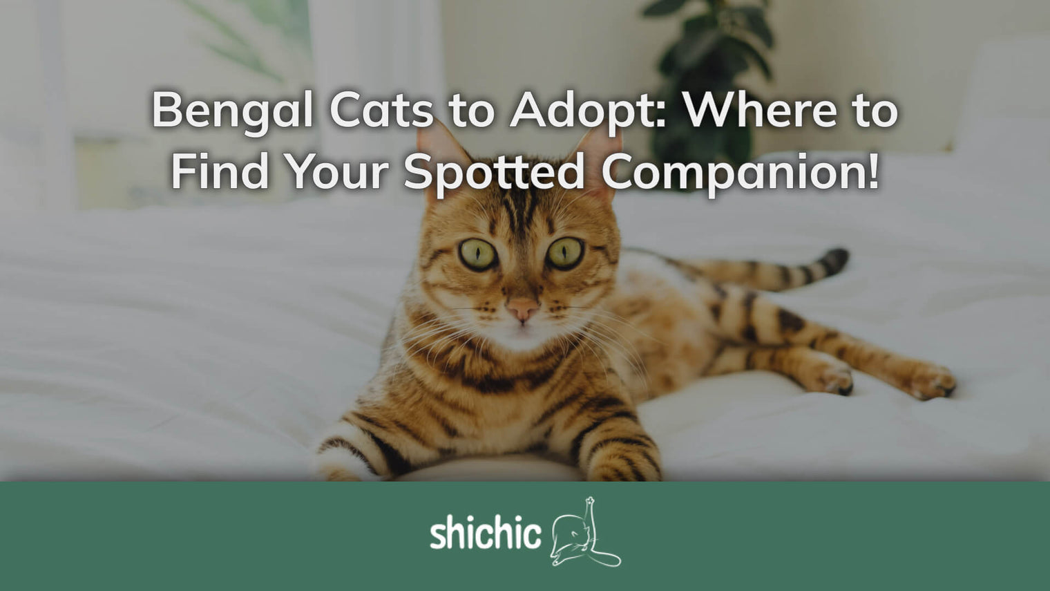 Bengal Cats to Adopt: Where to Find Your Spotted Companion! - Shichic