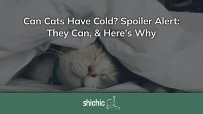 Can Cats Have Cold? Spoiler Alert: They Absolutely Can, and Here's Why - Shichic