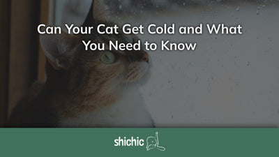 can cat get cold