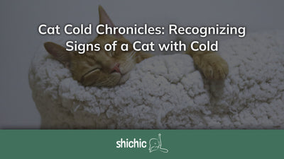 cat with cold