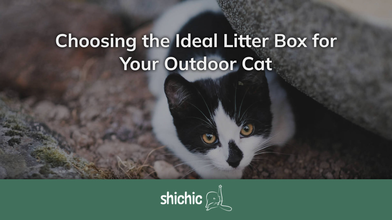 The Great Outdoors: Picking the Perfect Litter Box for Your Outdoor Cat - Shichic