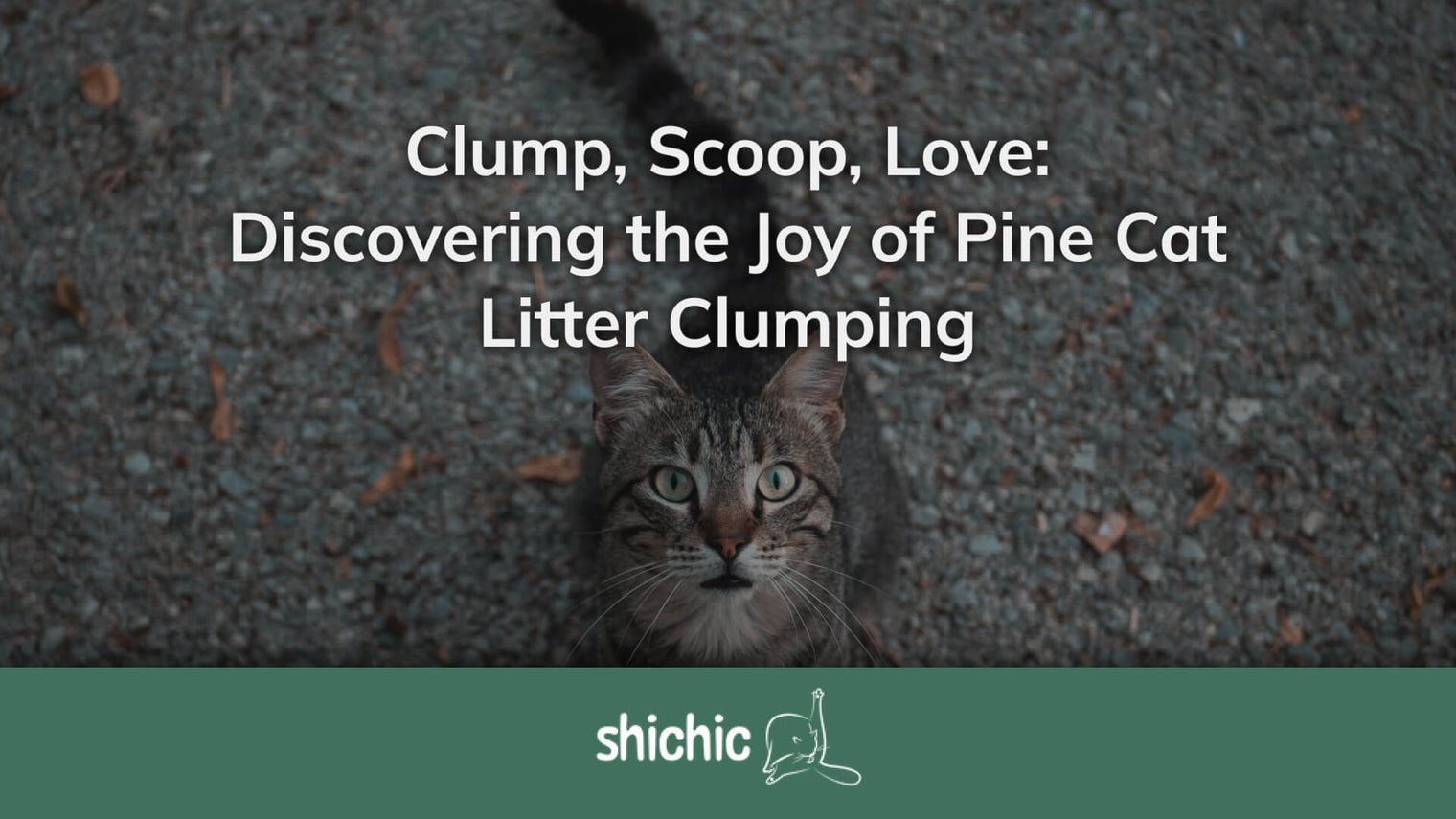 Clump, Scoop, Love: Discovering the Joy of Pine Cat Litter Clumping - Shichic