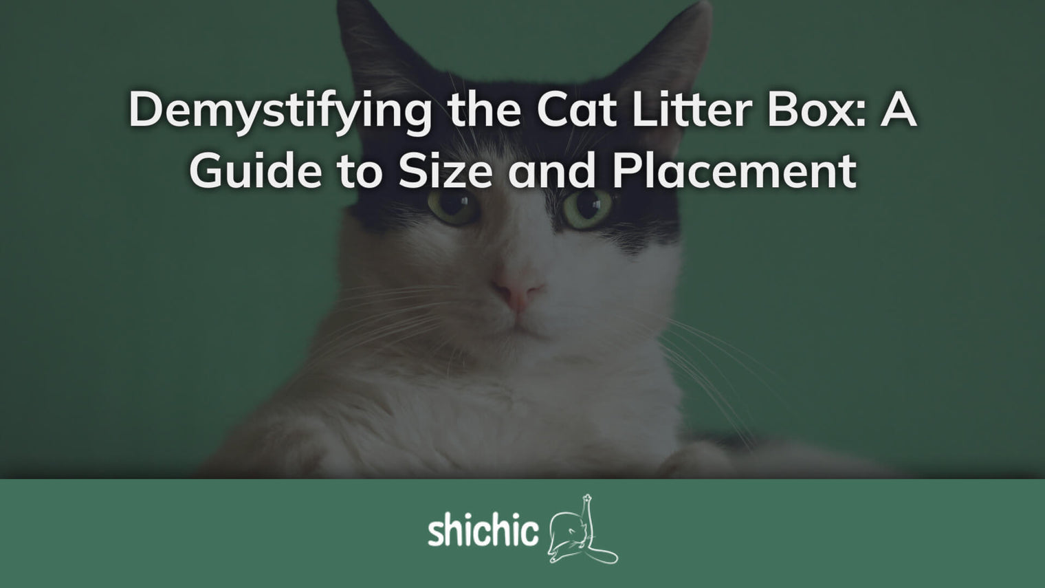 Demystifying the Cat Litter Box: A Guide to Size and Placement - Shichic