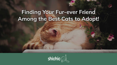 Cat-tastic Choices: Finding Your Fur-ever Friend Among the Best Cats to Adopt! - Shichic