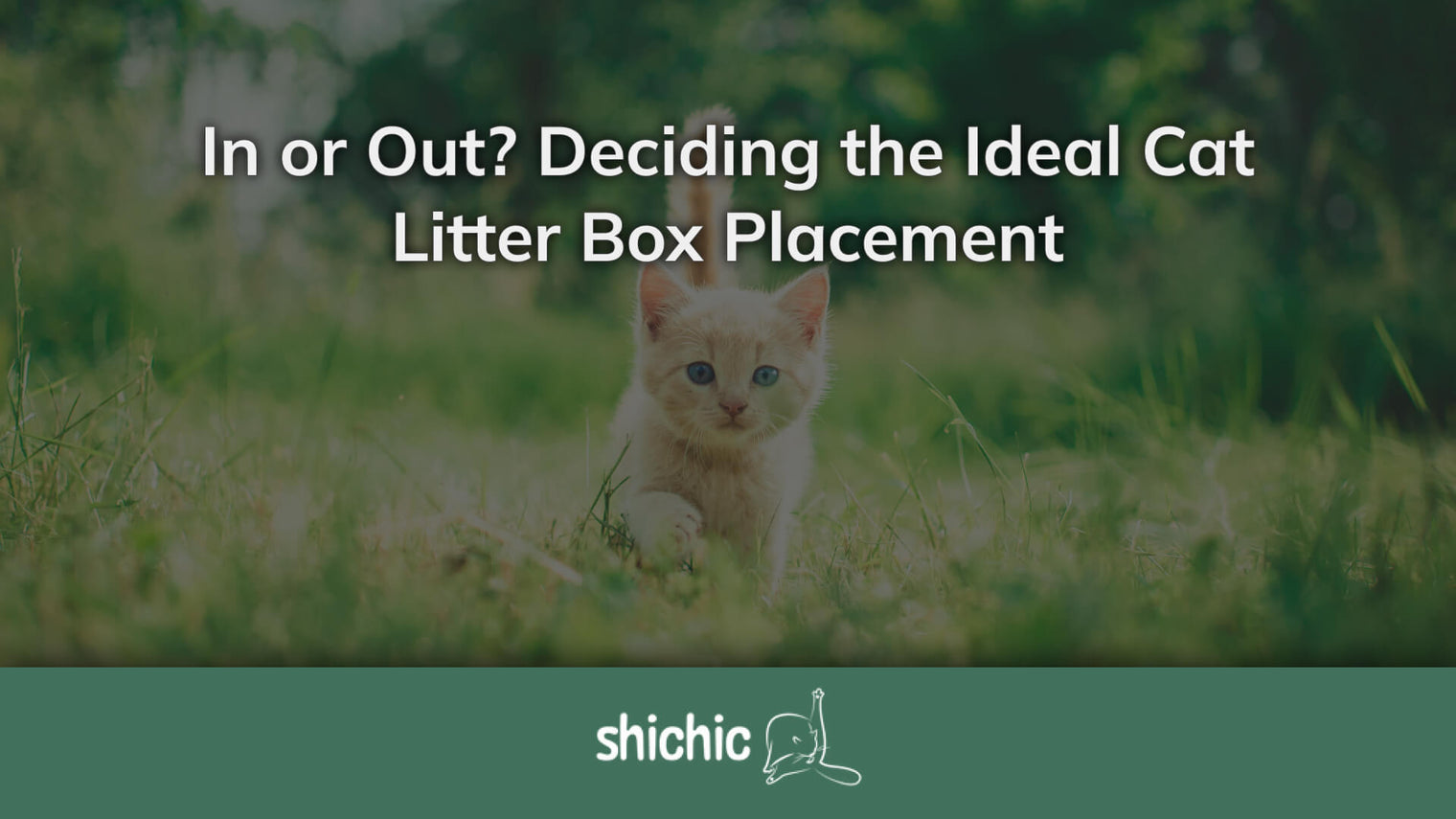 cat litter box outside