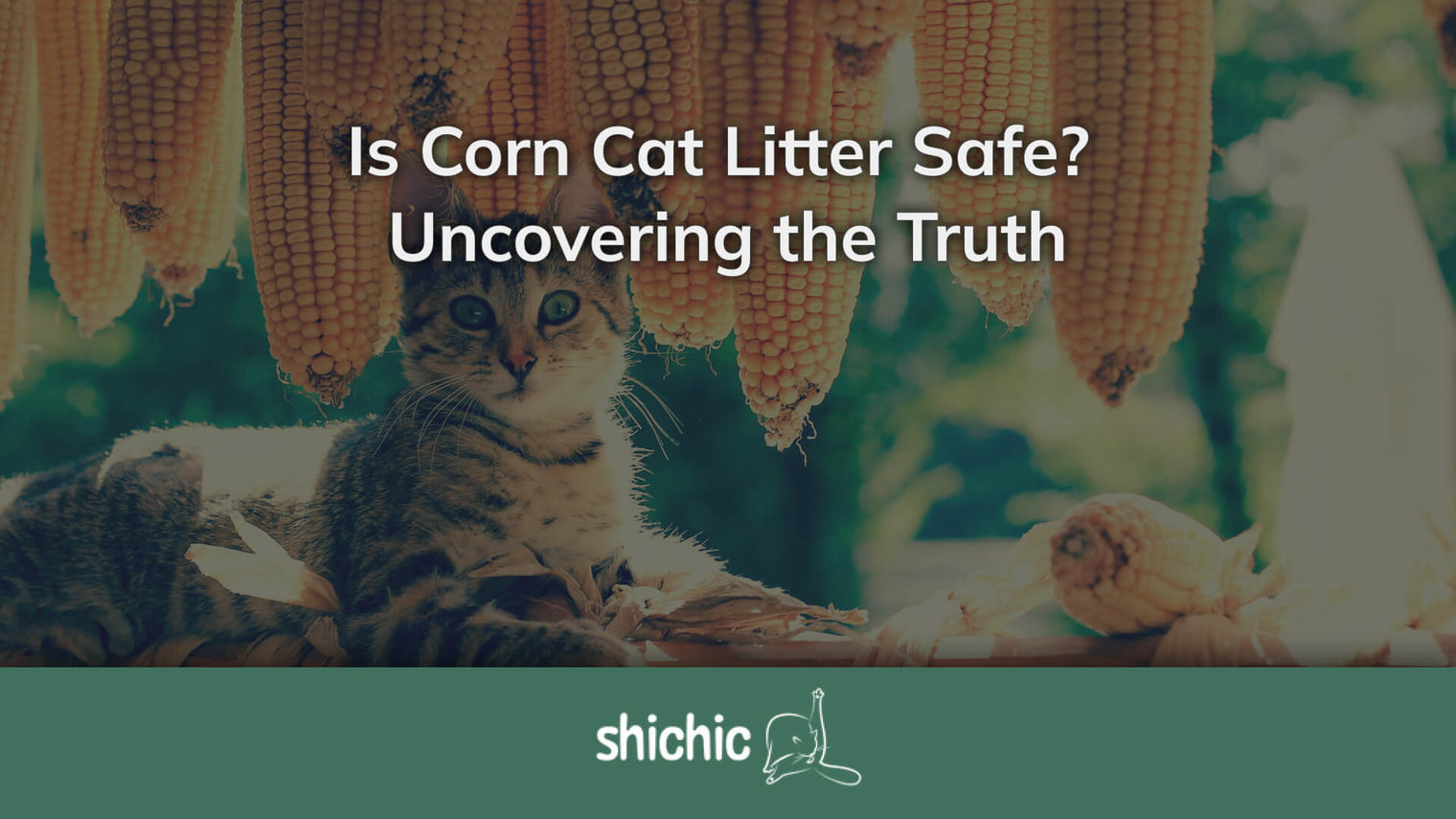 is corn cat litter safe