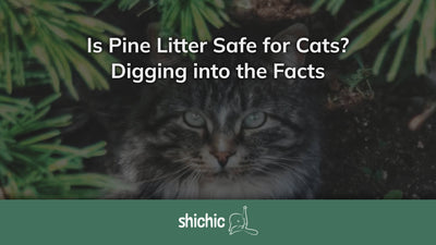 Is Pine Litter Safe for Cats