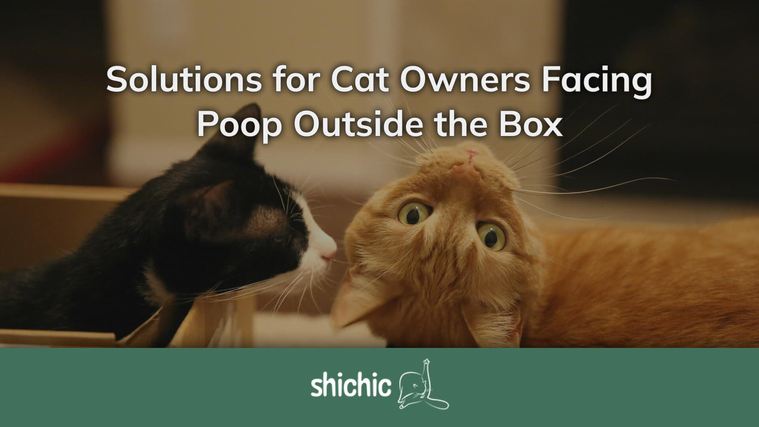 Litter Box Limits: Solutions for Cat Owners Facing Poop Outside the Box - Shichic