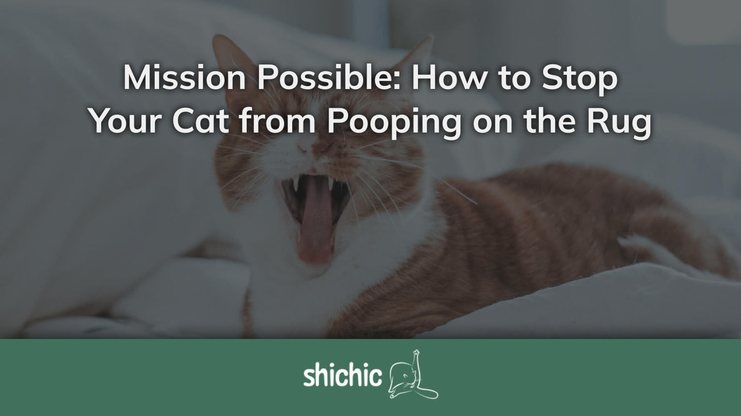 stop cat pooping on rug