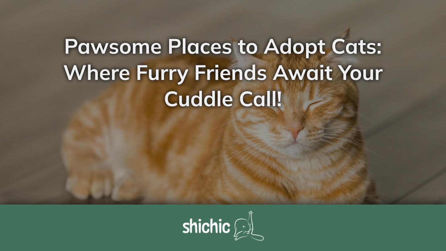 Pawsome Places to Adopt Cats: Where Furry Friends Await Your Cuddle Call! - Shichic