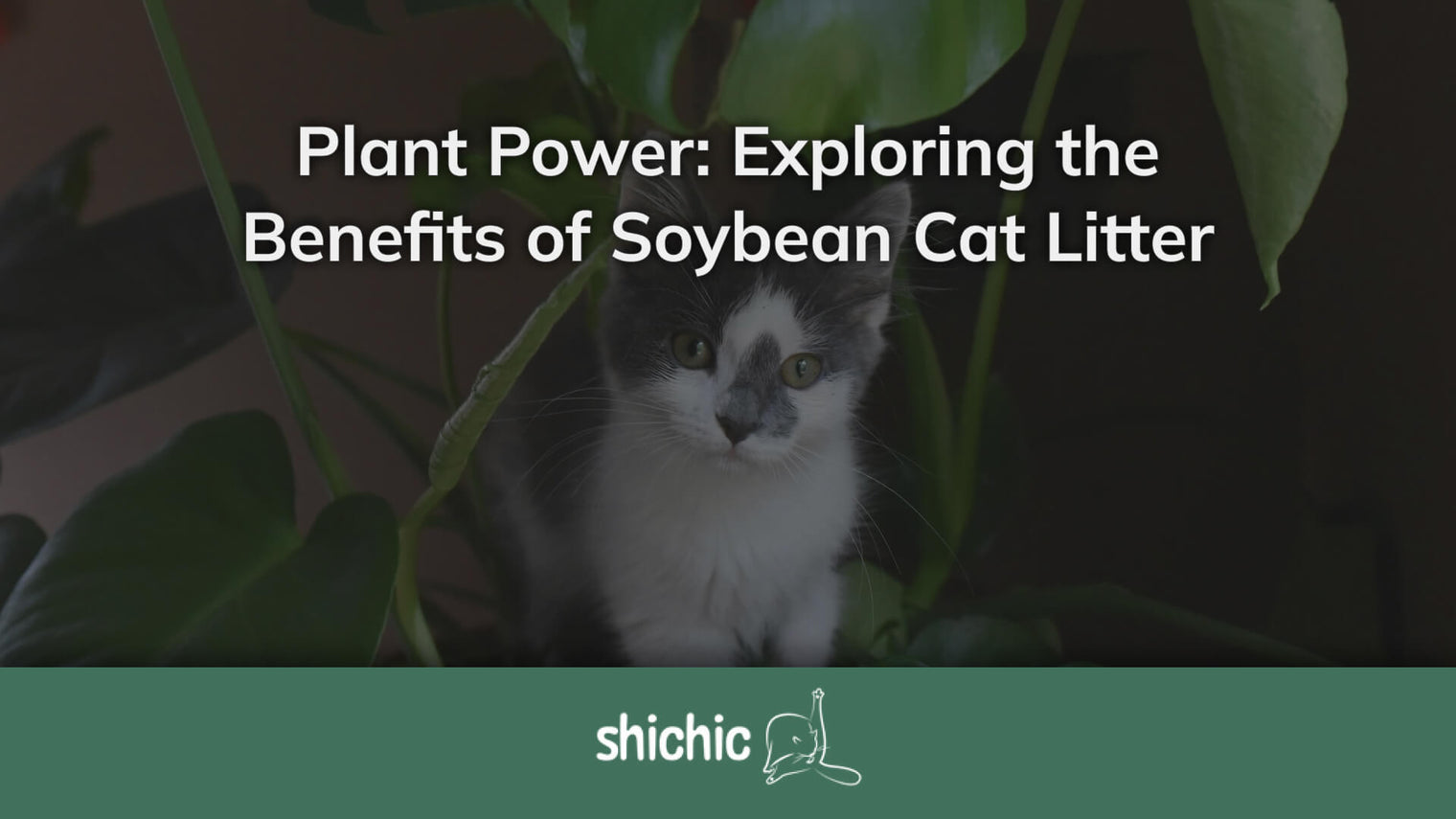 soybean cat litter