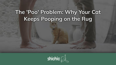 The 'Poo' Problem: Why Your Cat Keeps Pooping on the Rug - Shichic