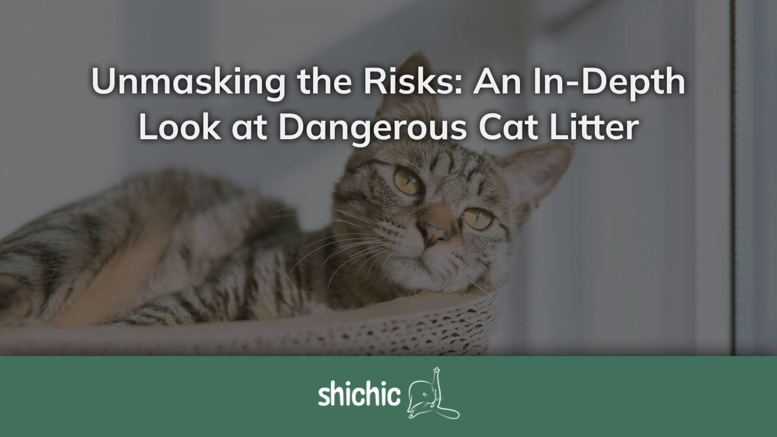 Dangerous Cat Litter