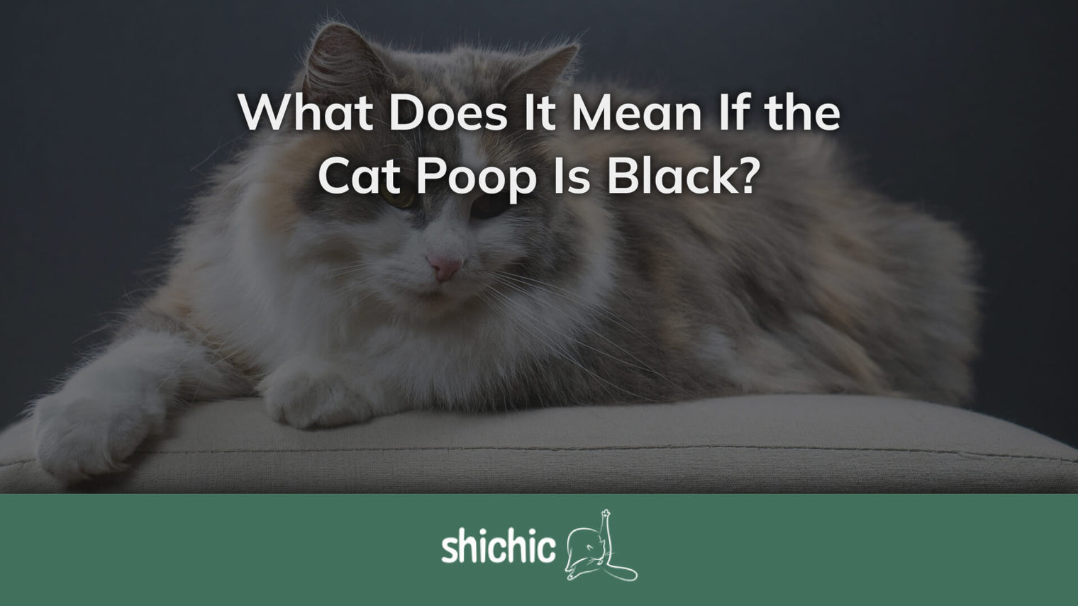 cat poop is black