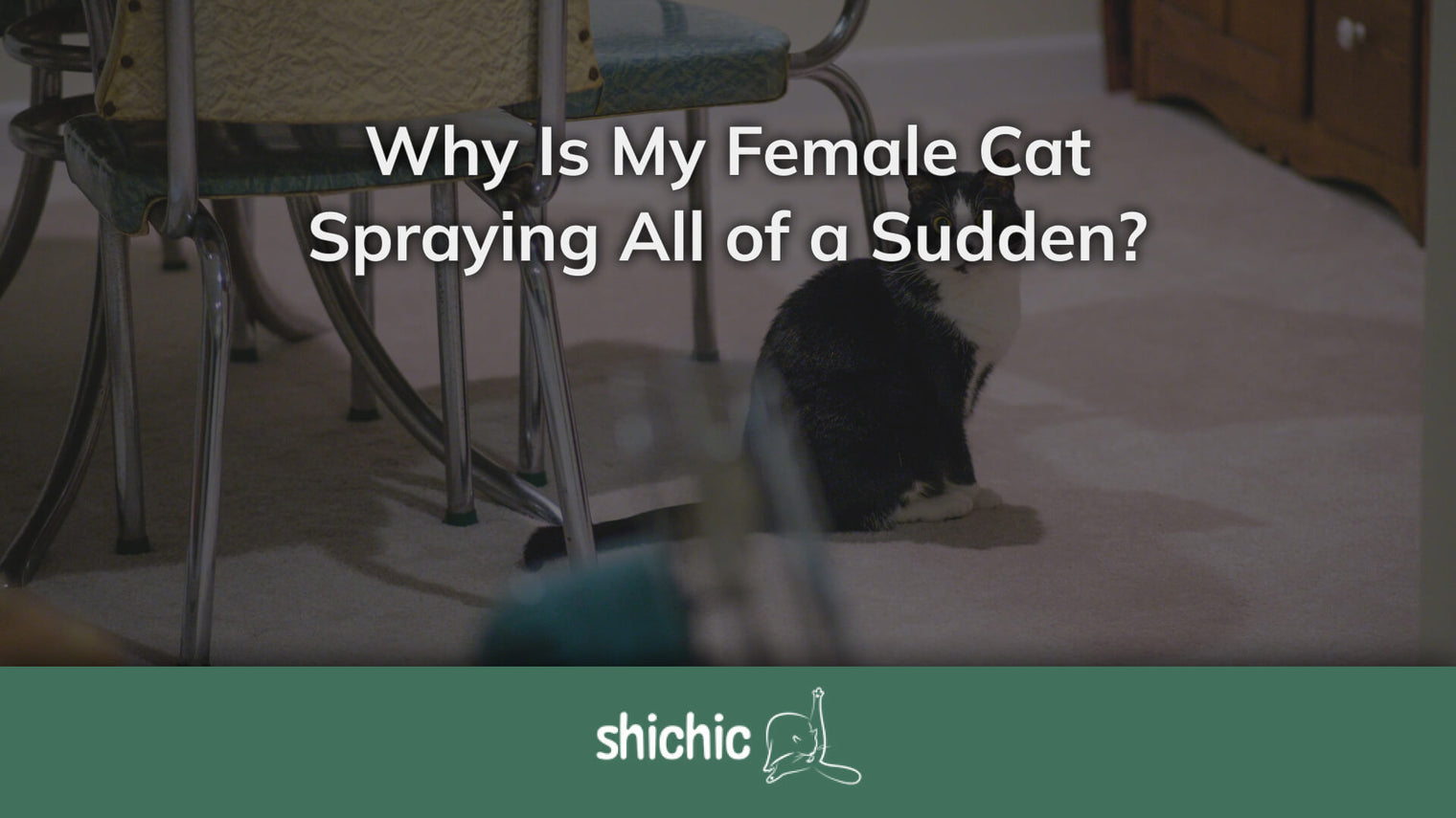 why is my female cat spraying all of a sudden