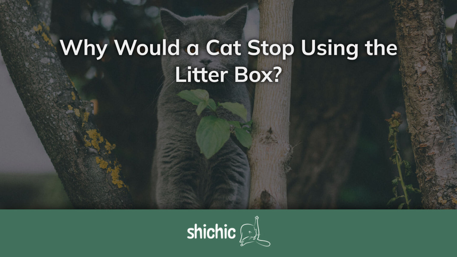 Why Would a Cat Stop Using the Litter Box