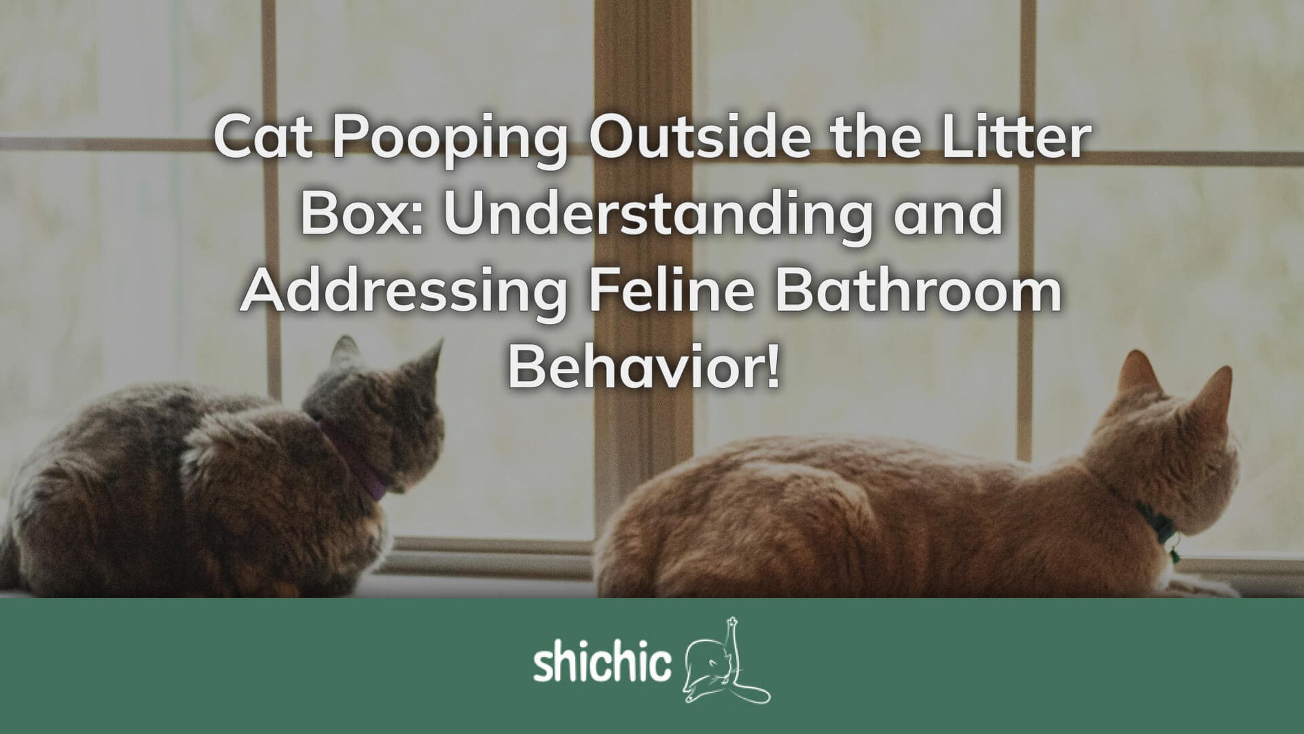 Cat Pooping Outside the Litter Box