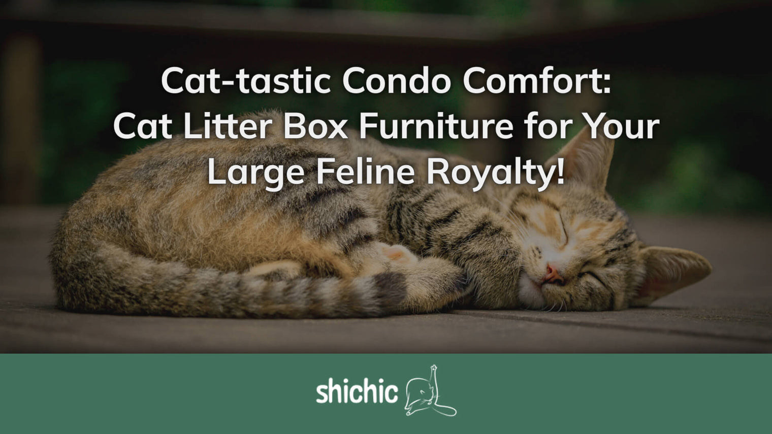 Cat-tastic Condo Comfort: Cat Litter Box Furniture for Your Large Feline Royalty - Shichic