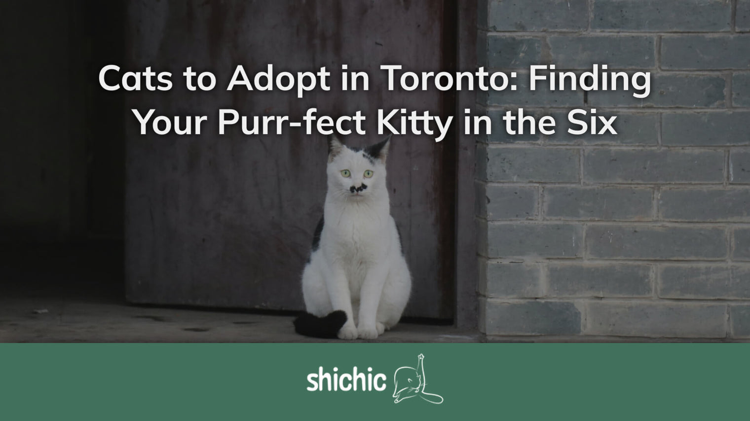 cats to adopt toronto