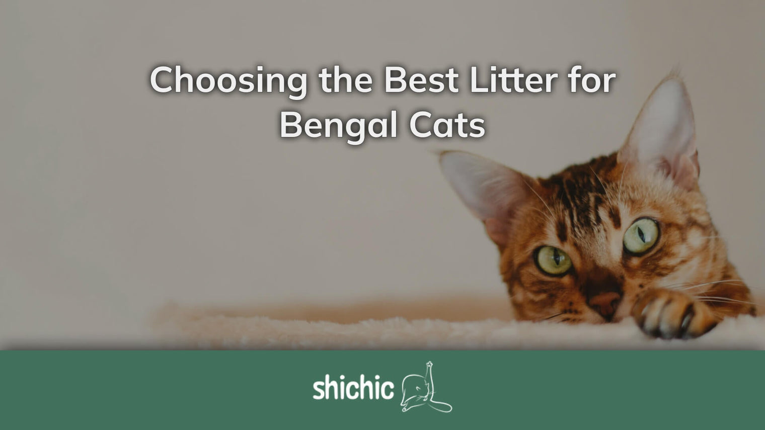 choosing-the-best-litter-for-bengal-cats