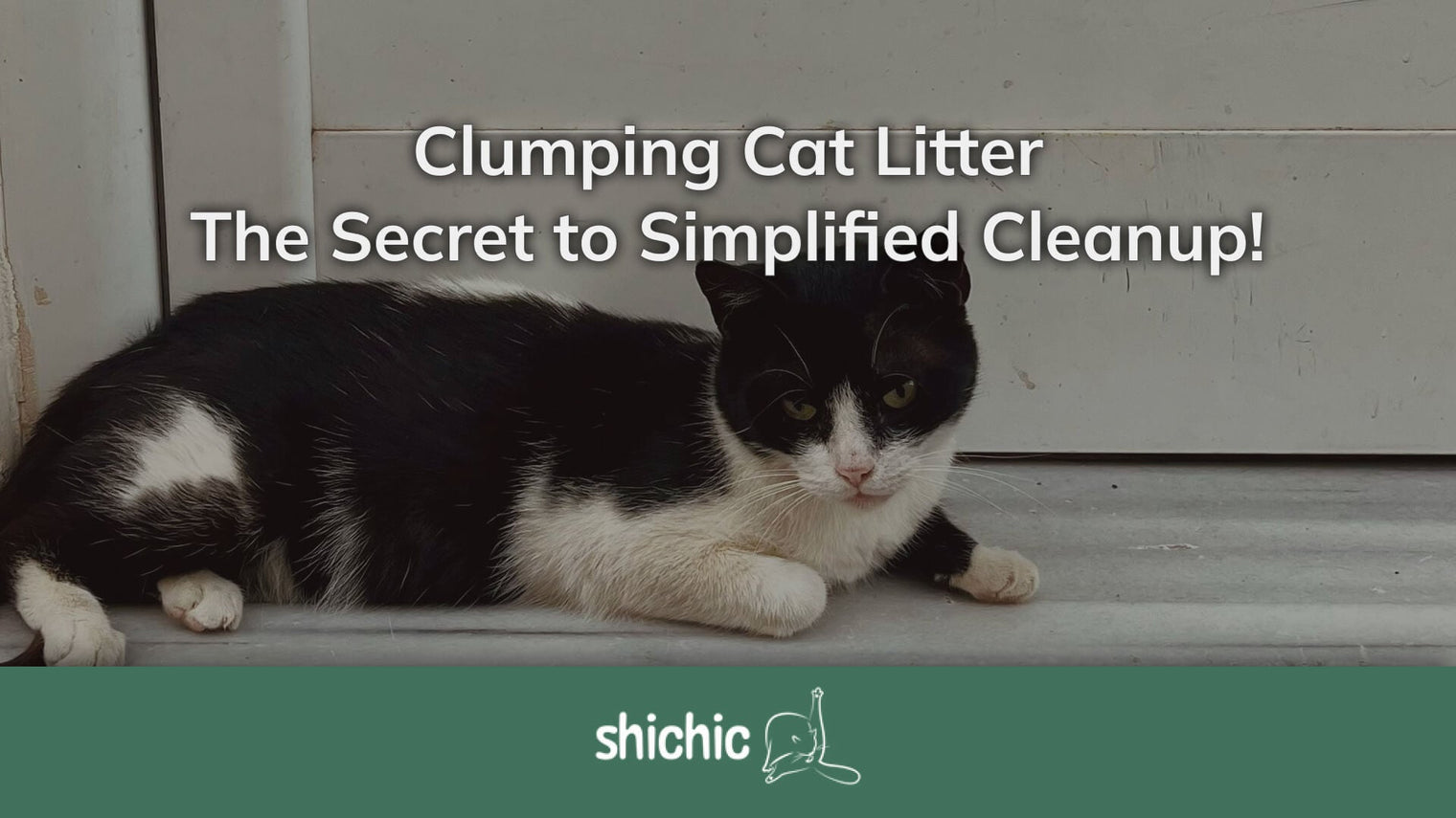 Clumping Cat Litter