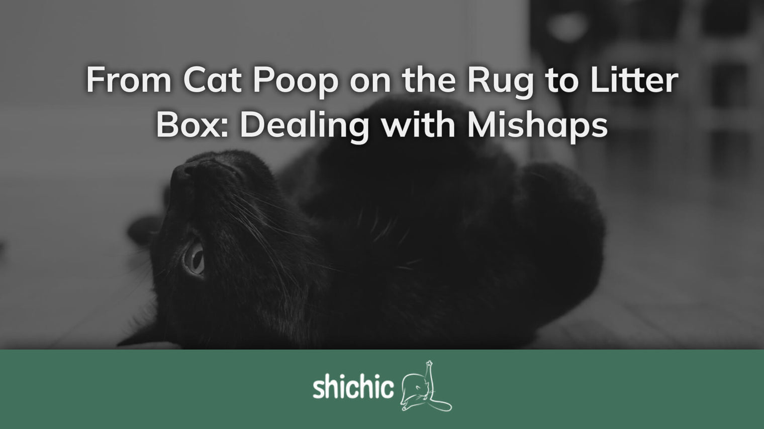 cat poop on rug