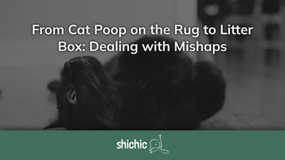 cat poop on rug