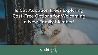 Is Cat Adoption Free? Exploring Cost-Free Options for Welcoming a New Family Member! - Shichic