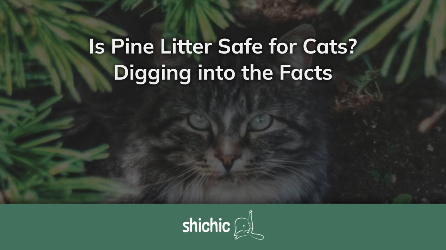 Is Pine Litter Safe for Cats