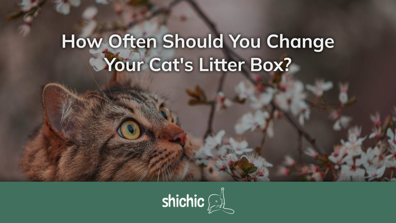 Keeping It Fresh: How Often Should You Change Your Cat's Litter Box? - Shichic