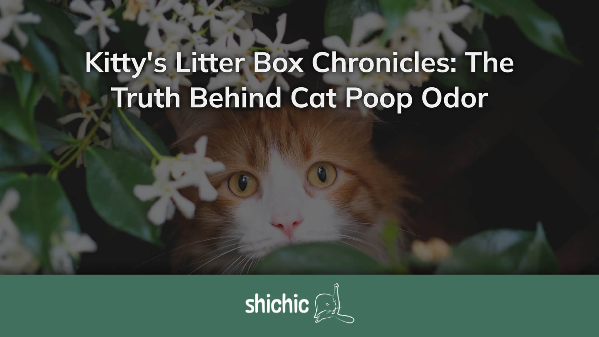 My cat's litter box smells horrible best sale