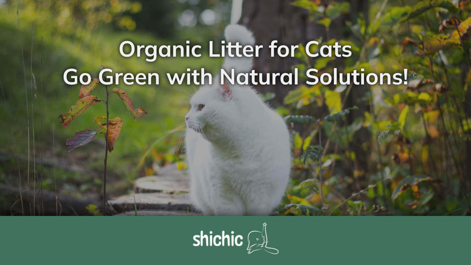 Organic Litter for Cats: Going Green with Natural Solutions - Shichic