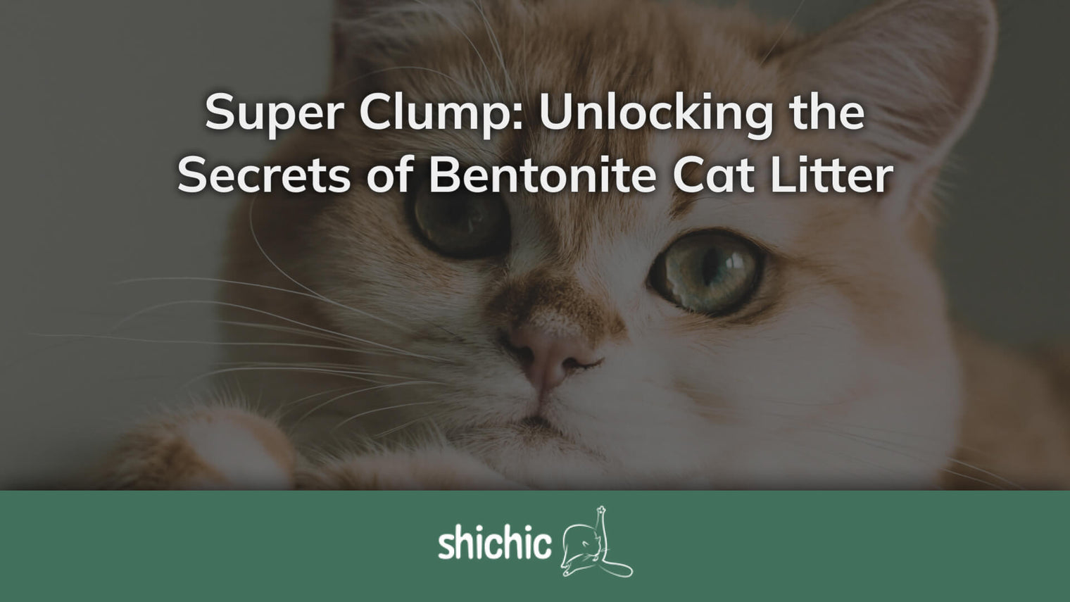 bentonite cat litter