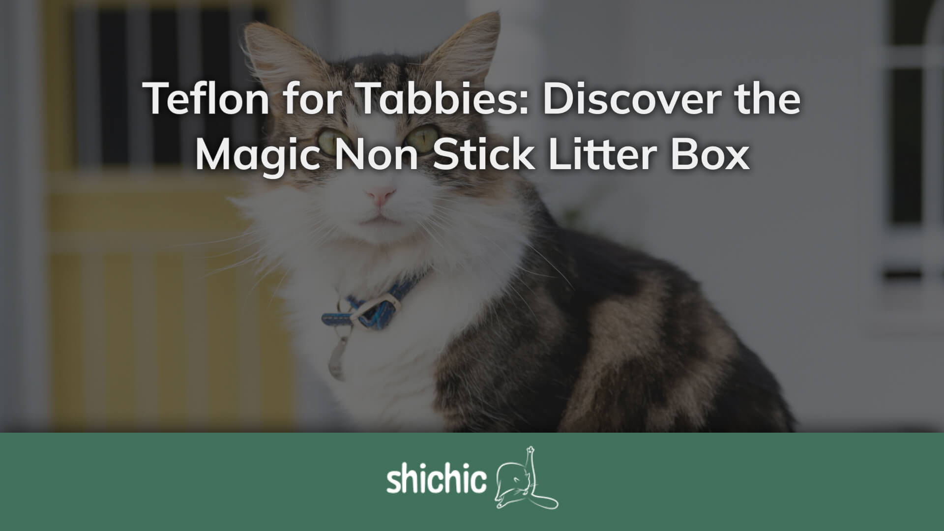 Non stick cat litter best sale