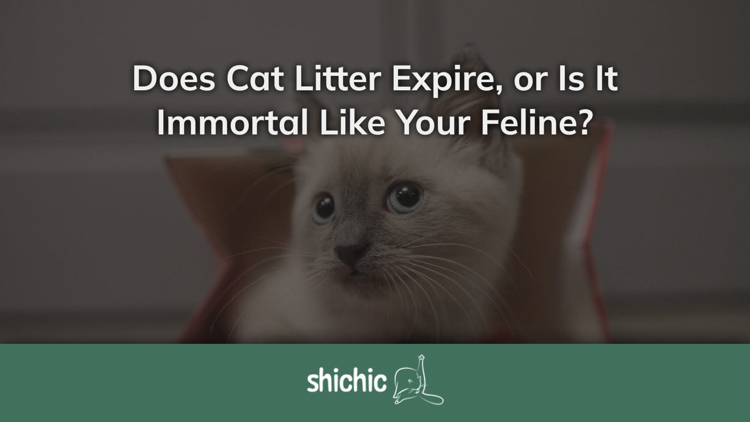 does cat litter expire