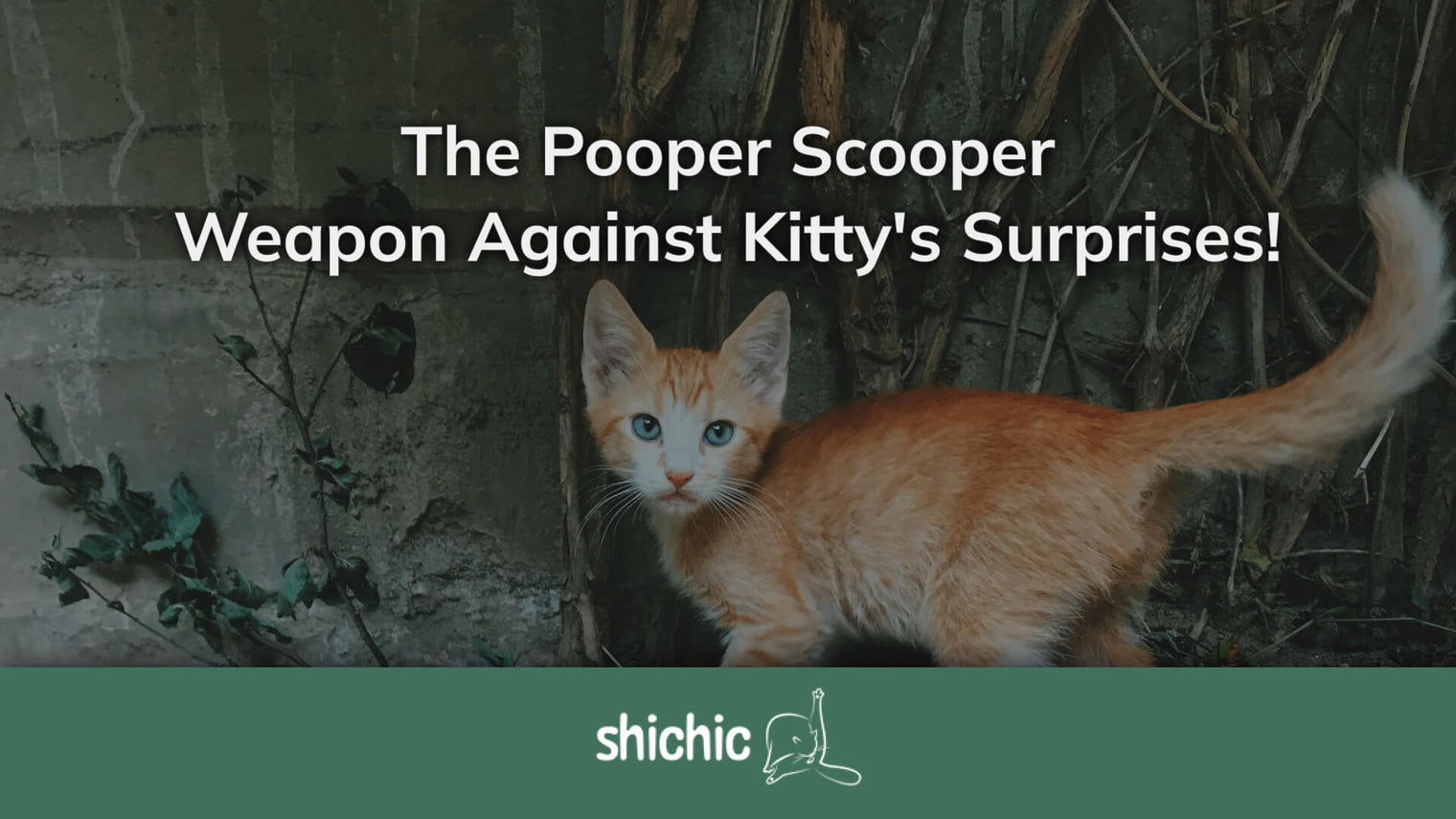 The Pooper Scooper: Your Ultimate Weapon Against Kitty's Little Surprises!