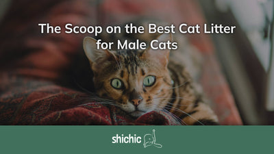 Best Cat Litter for Male Cats