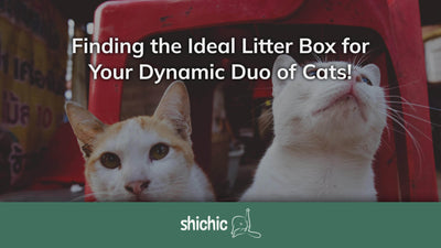 Two's a Charm: Finding the Ideal Litter Box for Your Dynamic Duo of Cats - Shichic