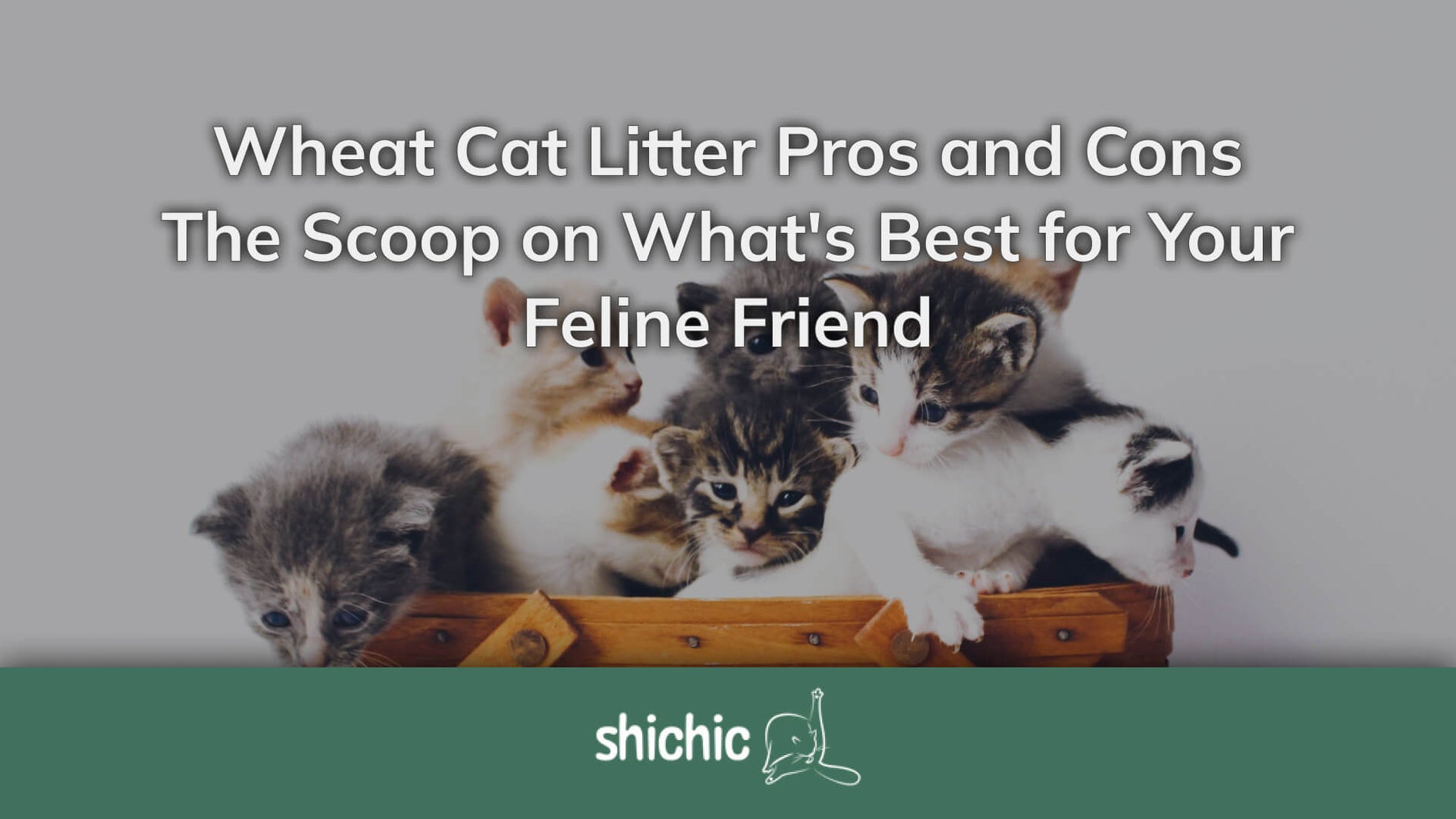 Wheat Cat Litter Pros and Cons