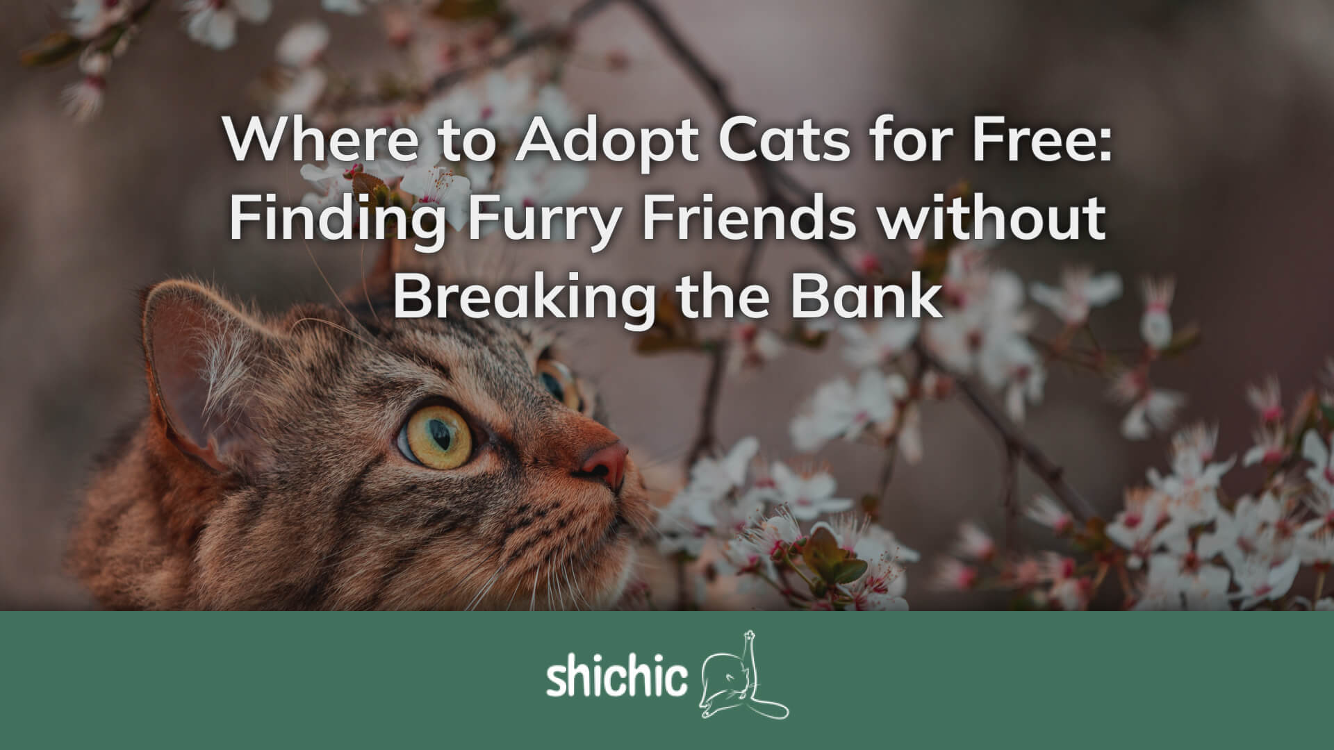 Where to Adopt Cats for Free - Finding Furry Friends! – Shichic